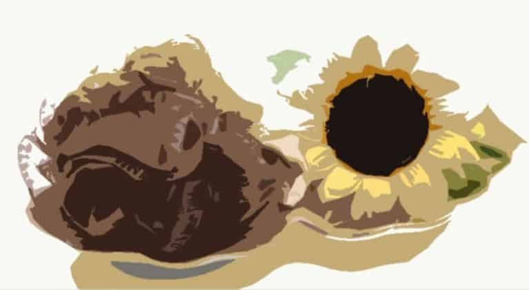 Sunflower Massage – Everything You Need To Know Before